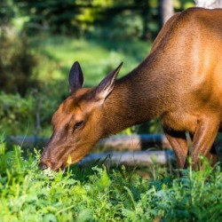 Baby Elk